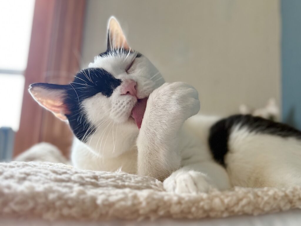 匂いの正体は？保護猫 えいた