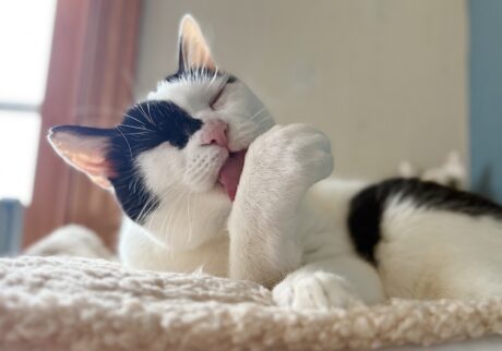 匂いの正体は？保護猫 えいた