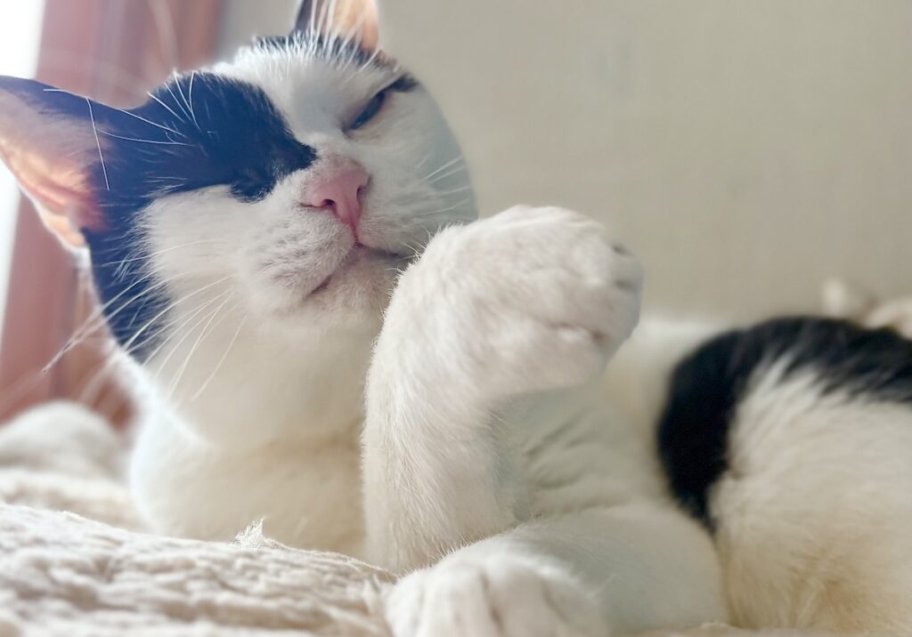 匂いの正体は？保護猫 えいた