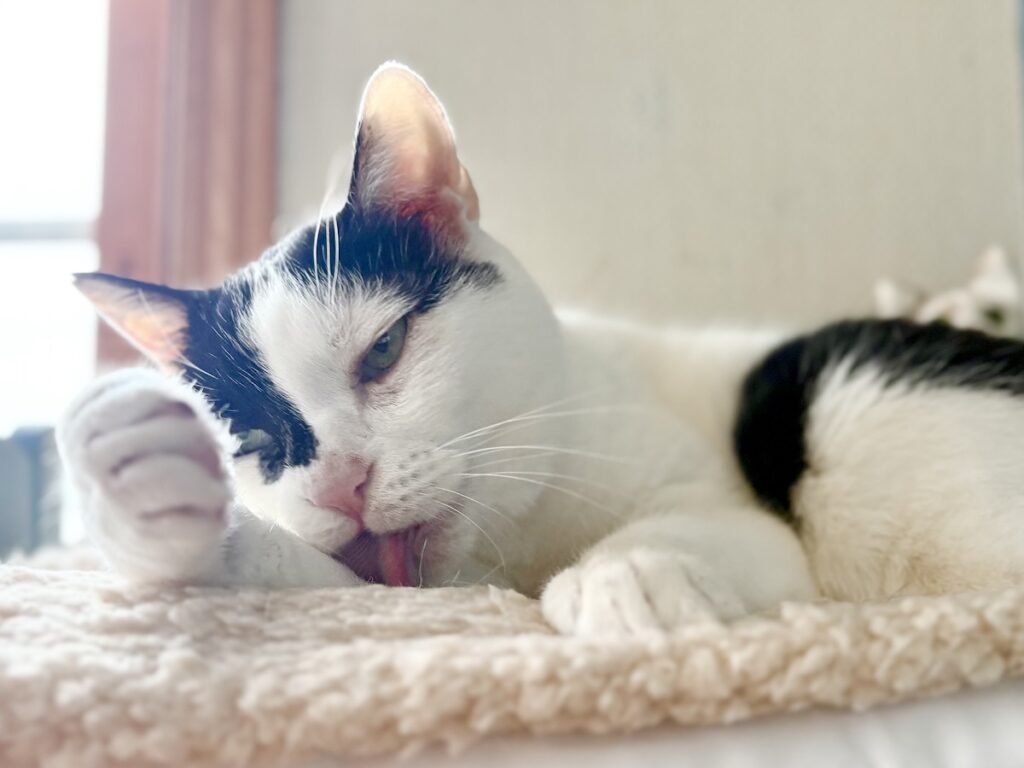 匂いの正体は？保護猫 えいた