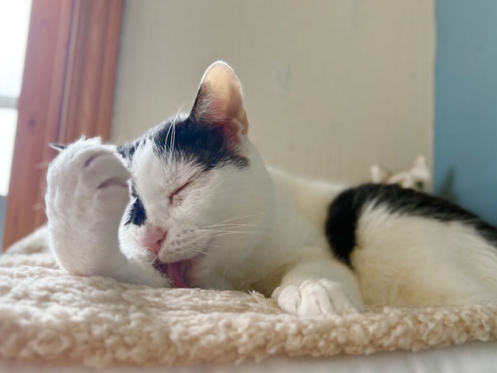 匂いの正体は？保護猫 えいた