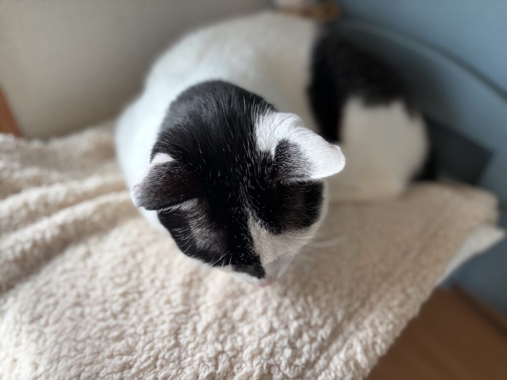 匂いの正体は？保護猫 えいた