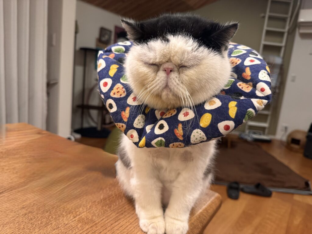 前髪、ニュースタイル。白黒猫 エキゾチックショートヘア おちょこ ちろり | 先月も僕のヘアスタイルの話をしたんだけど、今日はこの前髪見て（笑）