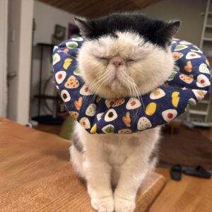 前髪、ニュースタイル。白黒猫 エキゾチックショートヘア おちょこ ちろり | 先月も僕のヘアスタイルの話をしたんだけど、今日はこの前髪見て（笑）