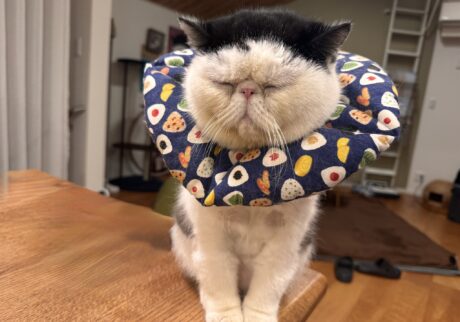 前髪、ニュースタイル。白黒猫 エキゾチックショートヘア おちょこ ちろり | 先月も僕のヘアスタイルの話をしたんだけど、今日はこの前髪見て（笑）