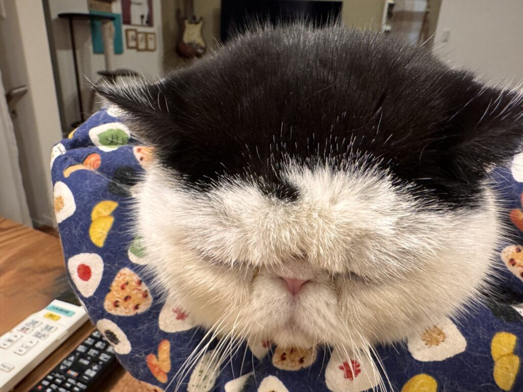 前髪、ニュースタイル。白黒猫 エキゾチックショートヘア おちょこ ちろり | あまりに珍しい形になったから、またみんなに見てほしくて、香ちゃん(ママ)に写真を撮ってもらったよ。