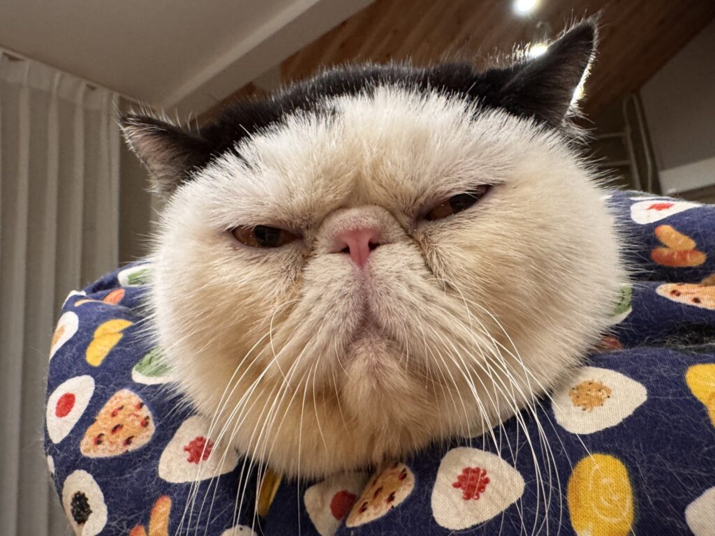 前髪、ニュースタイル。白黒猫 エキゾチックショートヘア おちょこ ちろり | よーく見ると、黒ねこの赤ちゃんのしっぽみたいな形をしてない？ 偶然こんな前髪になってたんだけど、僕のパッツン前髪は意外といろんな形になって面白いんだ、ぽのぽの♪