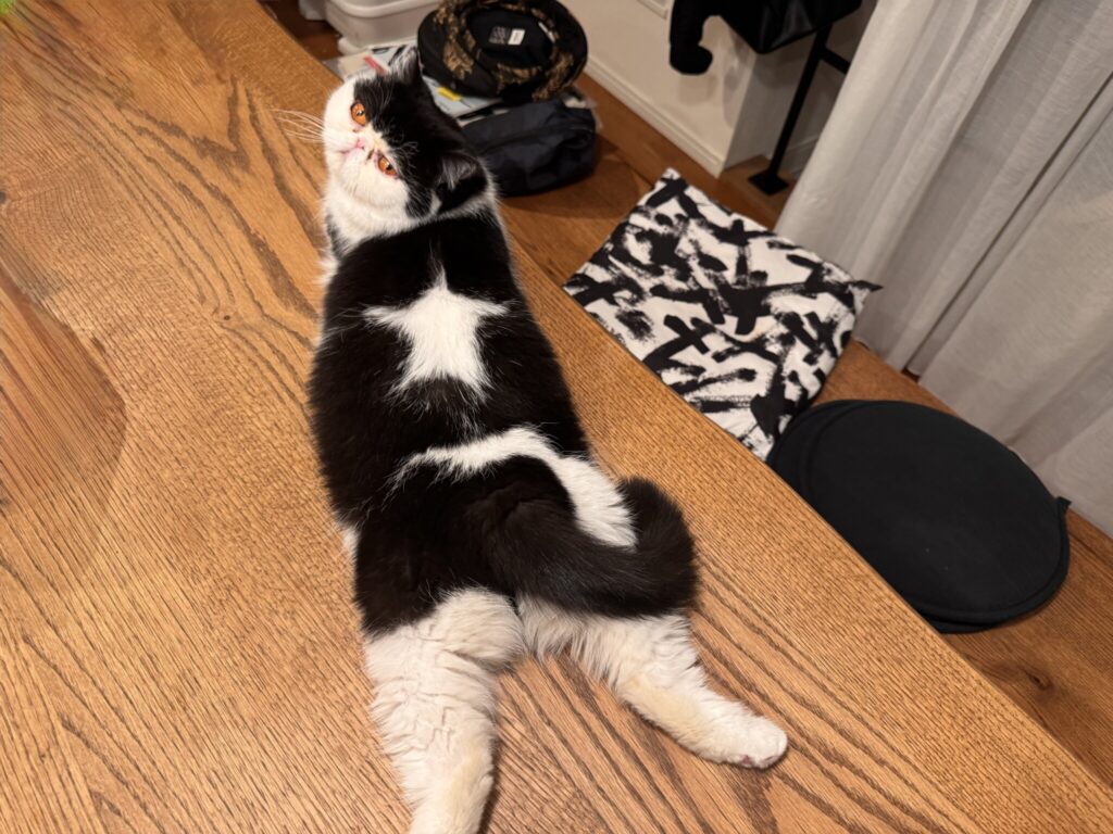 今日の星マークも完璧でしょ?白黒猫 エキゾチックショートヘア おちょこ ちろり | 私は娘のちろり。今日はお父ちゃんの代わりに、私が登場するわ。 今日の星マークも完璧でしょ?白黒猫 エキゾチックショートヘア おちょこ ちろり | 私は娘のちろり。今日はお父ちゃんの代わりに、私が登場するわ。