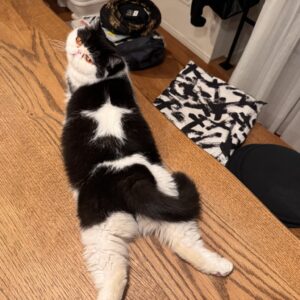 今日の星マークも完璧でしょ？白黒猫 エキゾチックショートヘア おちょこ ちろり | 私は娘のちろり。今日はお父ちゃんの代わりに、私が登場するわ。