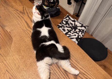 今日の星マークも完璧でしょ？白黒猫 エキゾチックショートヘア おちょこ ちろり | 私は娘のちろり。今日はお父ちゃんの代わりに、私が登場するわ。