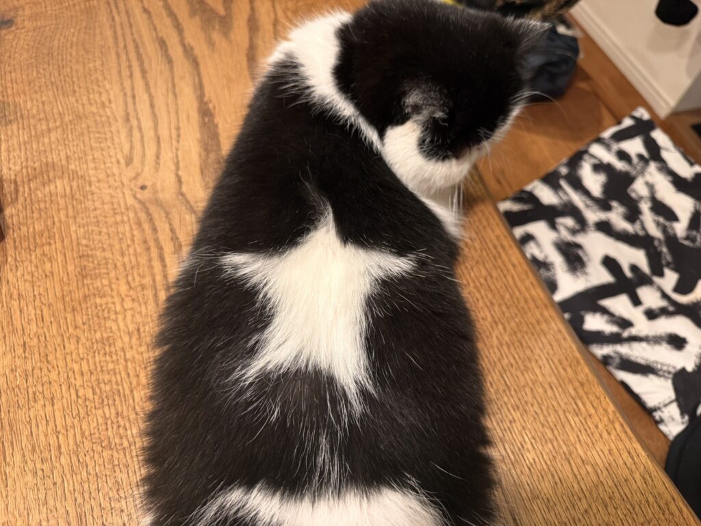 今日の星マークも完璧でしょ?白黒猫 エキゾチックショートヘア おちょこ ちろり | 今日も背中の星が素敵でしょ? 香ちゃん(ママ)がササッとセットしてくれると、綺麗な星になるの。 今日の星マークも完璧でしょ?白黒猫 エキゾチックショートヘア おちょこ ちろり | 今日も背中の星が素敵でしょ? 香ちゃん(ママ)がササッとセットしてくれると、綺麗な星になるの。