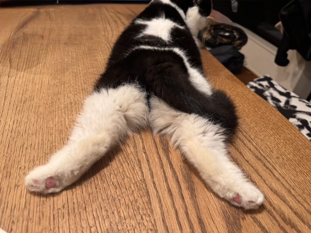 今日の星マークも完璧でしょ?白黒猫 エキゾチックショートヘア おちょこ ちろり | 可愛いからってお尻は撮らないでー! ぽのぽのっ。 今日の星マークも完璧でしょ?白黒猫 エキゾチックショートヘア おちょこ ちろり | 可愛いからってお尻は撮らないでー! ぽのぽのっ。