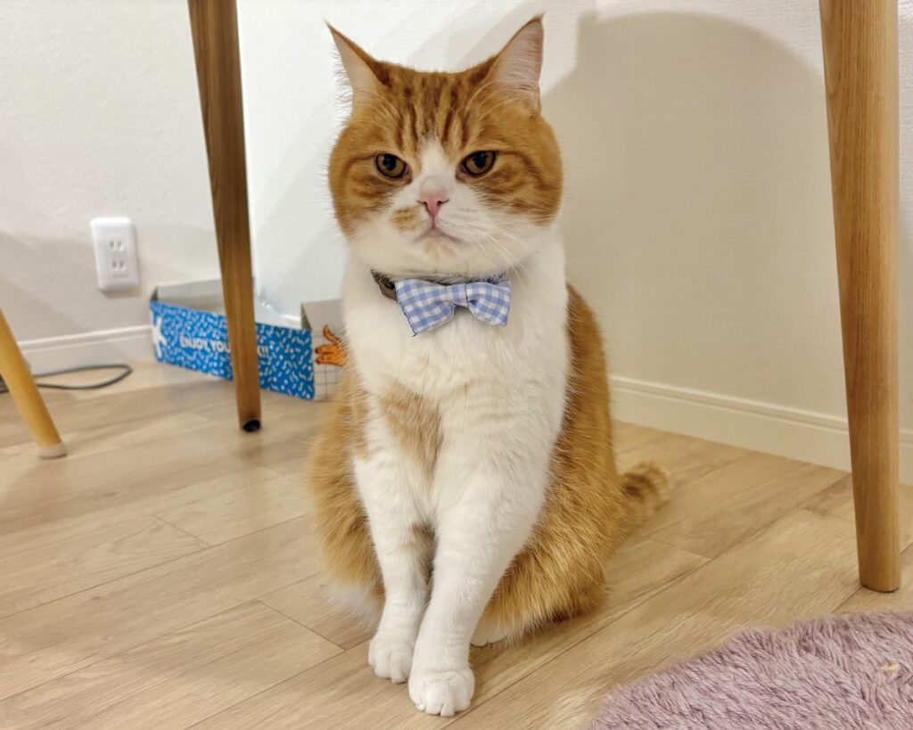 リボンも模様替えです。ハチワレ とろろ | 僕は、6歳のお誕生日に新しいリボンを作ってもらいました。