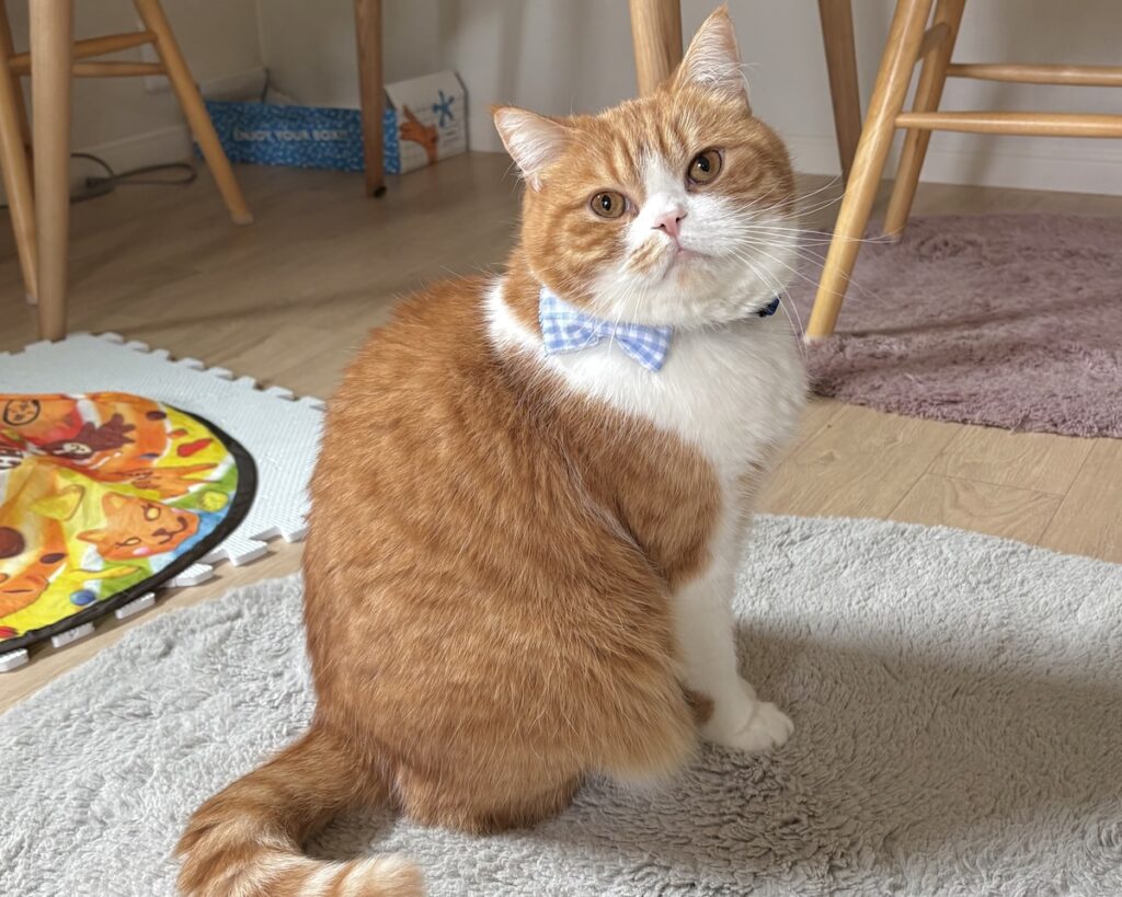 リボンも模様替えです。ハチワレ とろろ | 飼い主さんのシャツとお揃いの、ギンガムチェックです。