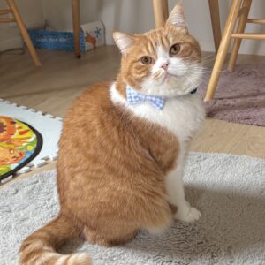 リボンも模様替えです。ハチワレ とろろ | 飼い主さんのシャツとお揃いの、ギンガムチェックです。