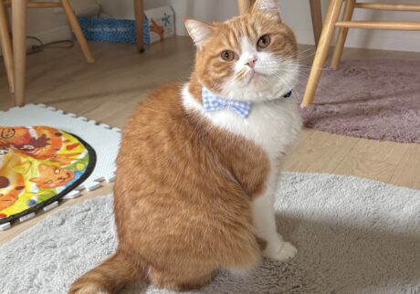 リボンも模様替えです。ハチワレ とろろ | 飼い主さんのシャツとお揃いの、ギンガムチェックです。