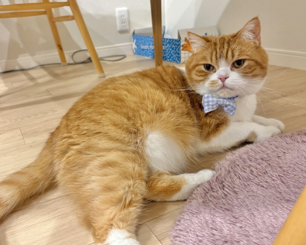 リボンも模様替えです。ハチワレ とろろ | また水色です……。