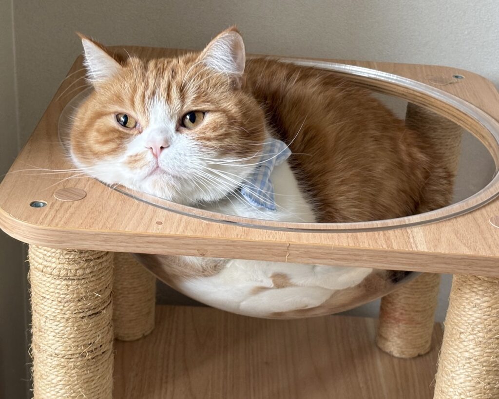 リボンも模様替えです。ハチワレ とろろ | 飼い主さん、水色好きすぎない！？