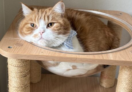 リボンも模様替えです。ハチワレ とろろ | 飼い主さん、水色好きすぎない！？