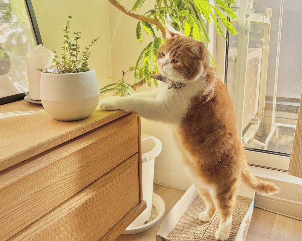 春限定、大事な任務。ハチワレ とろろ | 二本足でにょきっ！ 今朝のグリーンの様子はどうかな？