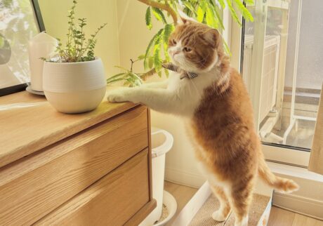 春限定、大事な任務。ハチワレ とろろ | 二本足でにょきっ！ 今朝のグリーンの様子はどうかな？