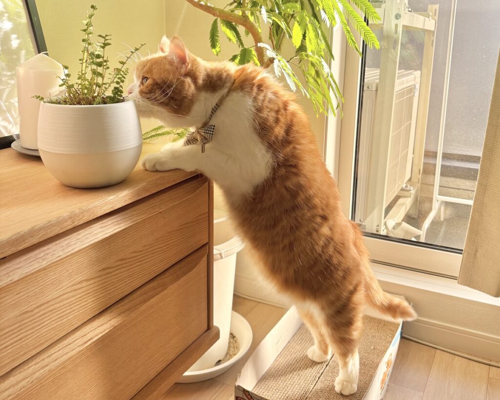 春限定、大事な任務。ハチワレ とろろ | くんくん、良い感じだね！