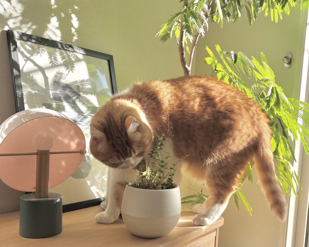 春限定、大事な任務。ハチワレ とろろ | あっ、新芽でてるよ！