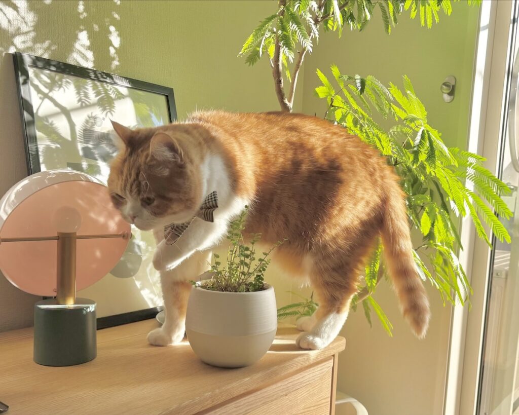 春限定、大事な任務。ハチワレ とろろ | 飼い主さんに報告しなきゃ……。