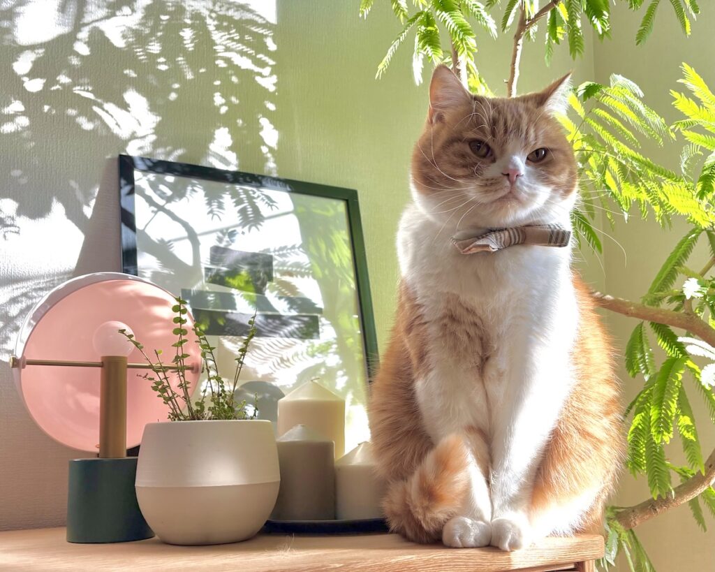 春限定、大事な任務。ハチワレ とろろ | 任務完了。もう今日はやる事ないな……。