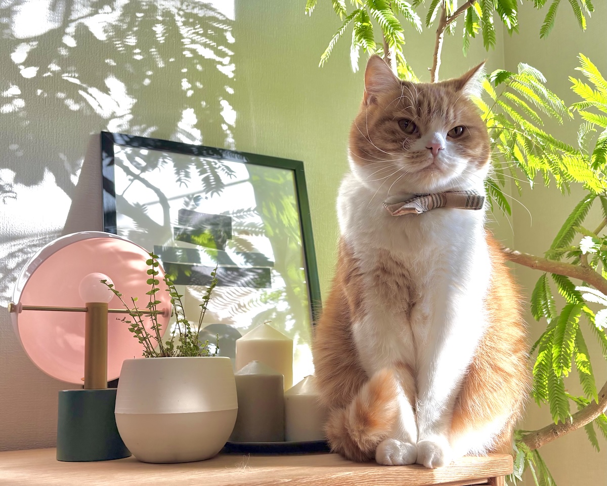 春限定、大事な任務。【とろろ、もふもふDays。vol.176】