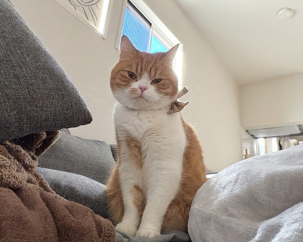 呆れ顔の理由は？ハチワレ とろろ | とろろ「飼い主さん、起きて！ 朝だよ！」(ちょっぴり呆れ顔)