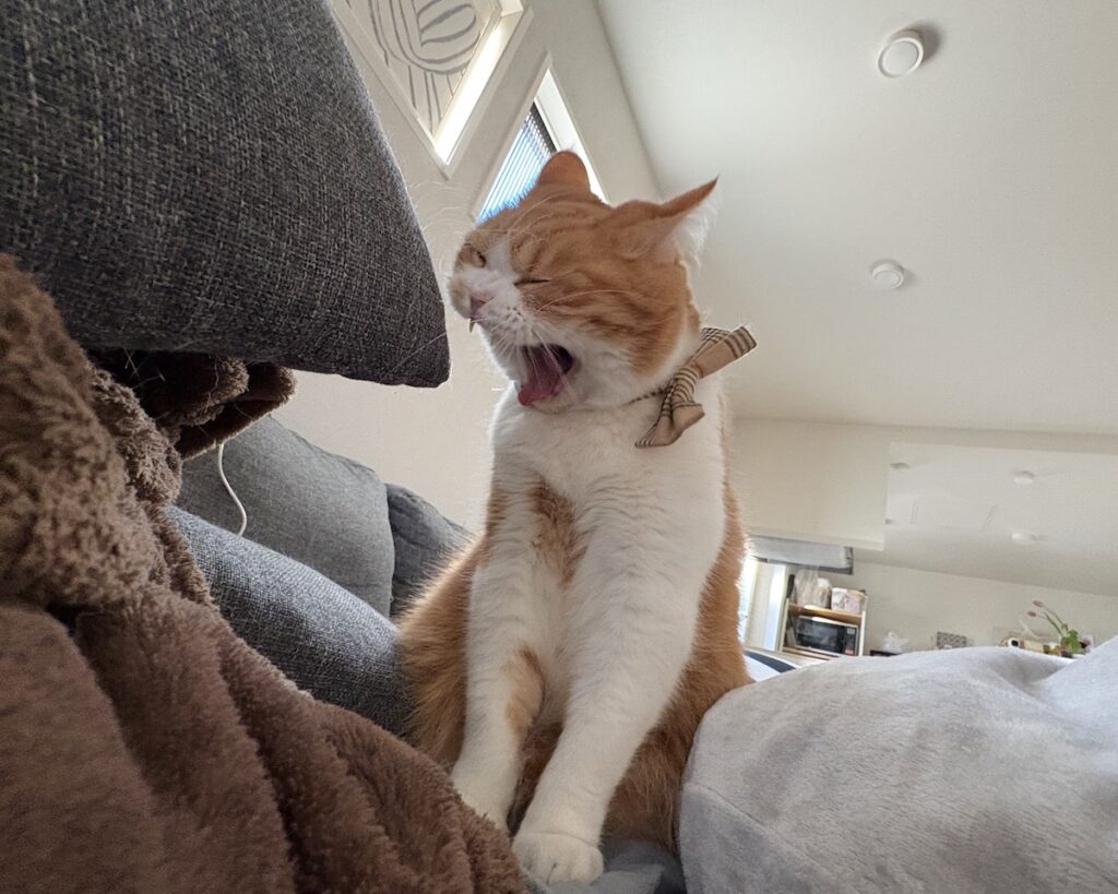 呆れ顔の理由は？ハチワレ とろろ | とろろ「うぁぁぁん、僕だって眠いんだから……」