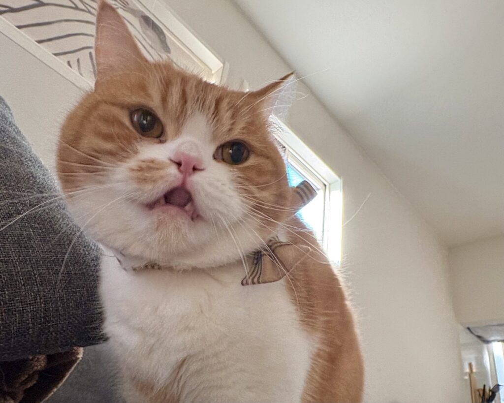 呆れ顔の理由は？ハチワレ とろろ | とろろ「お、き、て、よー！！」