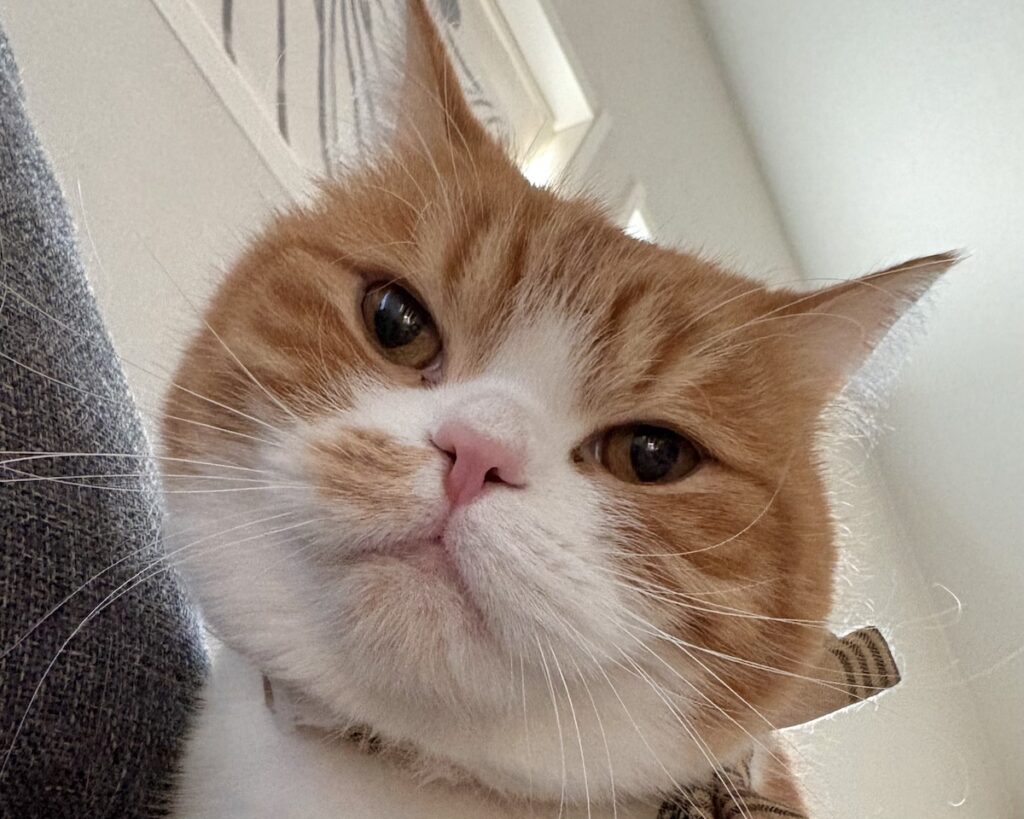 呆れ顔の理由は？ハチワレ とろろ | とろろ「起きないと、顔をペロペロしちゃうよ！」（飼い主に接近中）