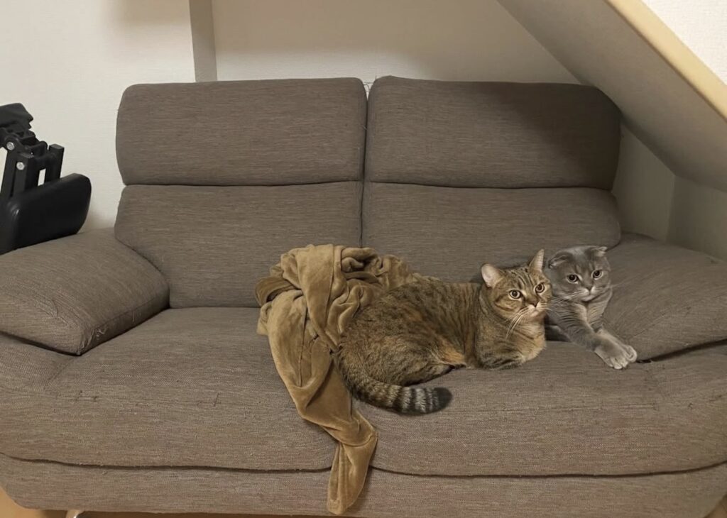 読者の皆さんから。「だって、ねこだもん」。あられ、みぞれ 読者の皆さんから。「だって、ねこだもん」。あられ、みぞれ