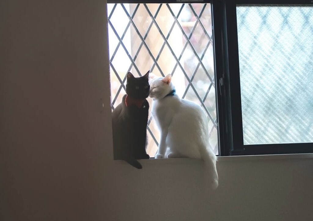 読者の皆さんから。「だって、ねこだもん」。ヨル、アサ 読者の皆さんから。「だって、ねこだもん」。ヨル、アサ