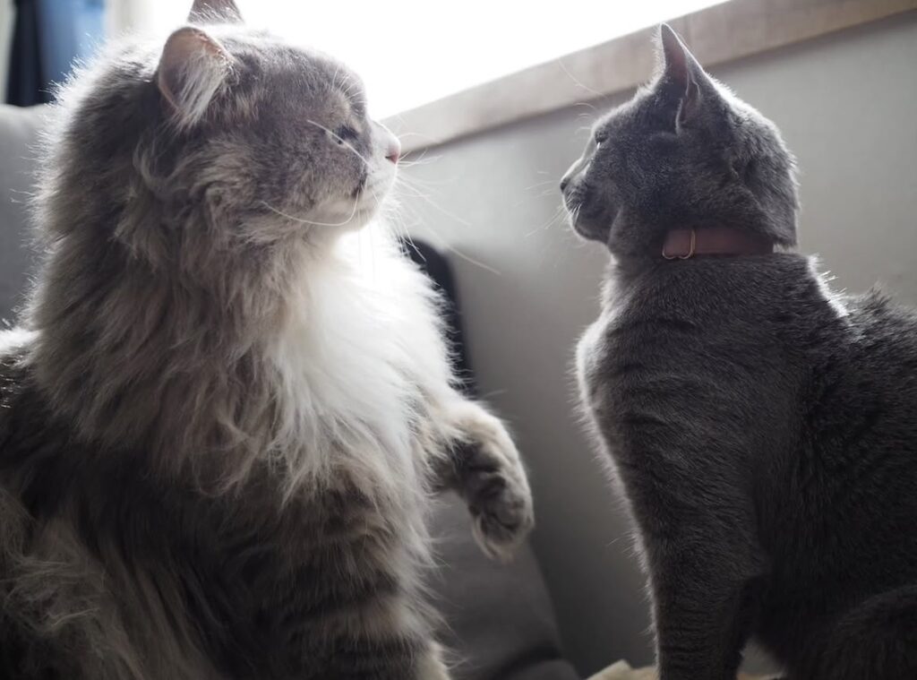 読者の皆さんから。「だって、ねこだもん」。ポム、モネ 読者の皆さんから。「だって、ねこだもん」。ポム、モネ