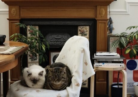 読者の皆さんから。「だって、ねこだもん」。クッキー・パフィー