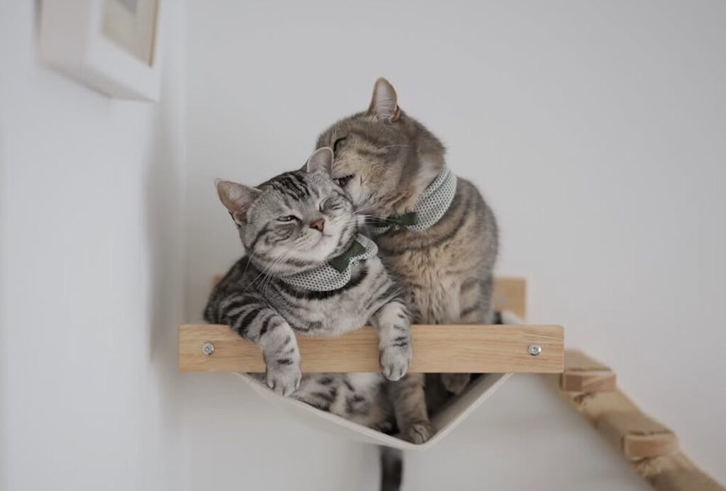 読者の皆さんから。「だって、ねこだもん」。ちくわ 読者の皆さんから。「だって、ねこだもん」。ちくわ