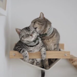 読者の皆さんから。「だって、ねこだもん」。ししゃも しらす