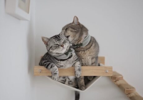 読者の皆さんから。「だって、ねこだもん」。ししゃも しらす