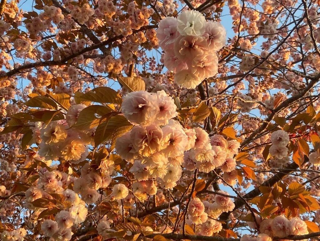 思いつき、ひとり旅。私の春を始めるために、秋田を歩く。 写真と文:祷キララ (女優) #1 思いつき、ひとり旅。私の春を始めるために、秋田を歩く。 写真と文:祷キララ (女優) #1