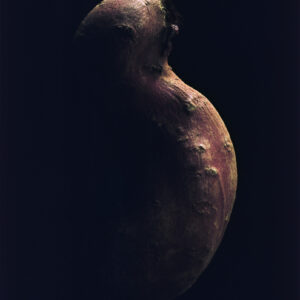 26-甘薯-2025 | 甘薯-2025