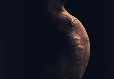 26-甘薯-2025 | 甘薯-2025