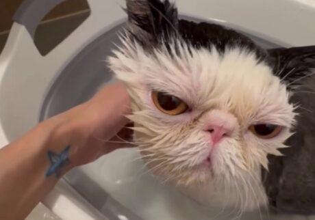 いい湯だな〜♪ おちょこ エキゾチックショートヘア