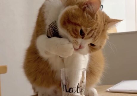 音には敏感なもので……。とろろ ハチワレ