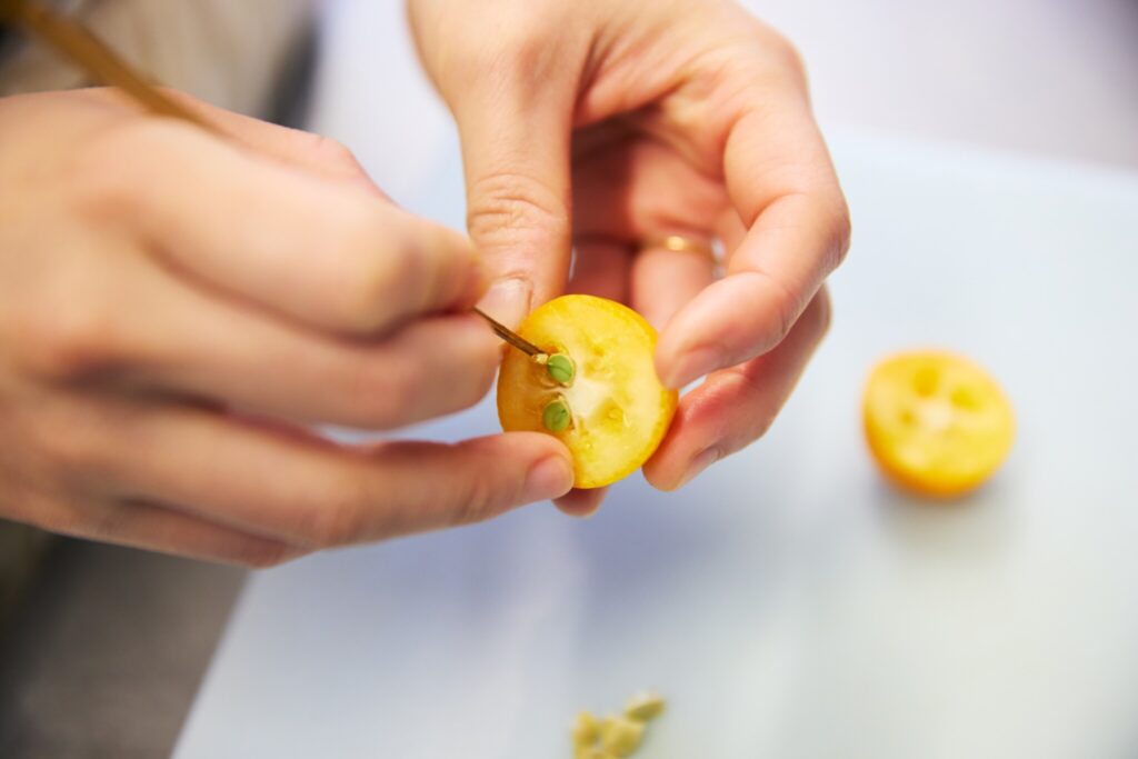 6 せりと金柑の白和え/おべんと屋さん〈75foods〉吉森なな子のレシピ帖 #10 | 楊枝などの細い棒を使うと種が取りやすいです。 6 せりと金柑の白和え/おべんと屋さん〈75foods〉吉森なな子のレシピ帖 #10 | 楊枝などの細い棒を使うと種が取りやすいです。