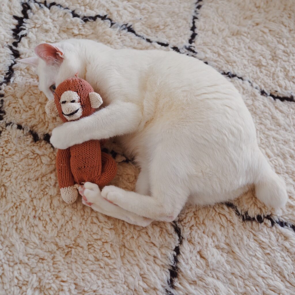 ねこってホントに気まぐれ? 雑貨コーディネーター・オモムロニ。のねことの暮らし #2 ねこってホントに気まぐれ? 雑貨コーディネーター・オモムロニ。のねことの暮らし #2