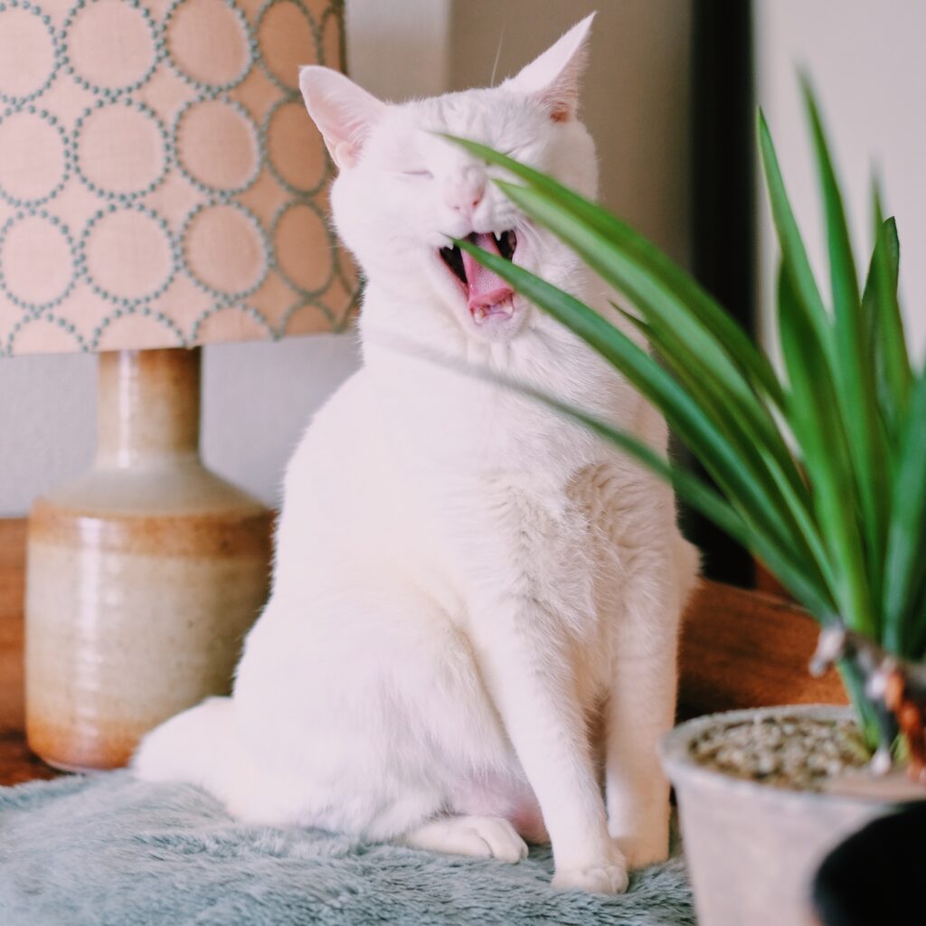 ねこってホントに気まぐれ? 雑貨コーディネーター・オモムロニ。のねことの暮らし #2 ねこってホントに気まぐれ? 雑貨コーディネーター・オモムロニ。のねことの暮らし #2