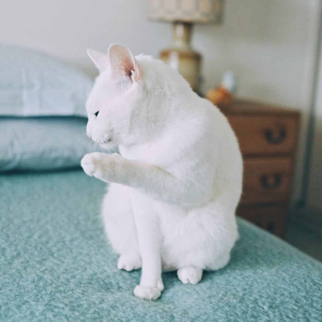 ねこってホントに気まぐれ? 雑貨コーディネーター・オモムロニ。のねことの暮らし #2 ねこってホントに気まぐれ? 雑貨コーディネーター・オモムロニ。のねことの暮らし #2